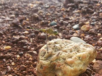 Close-up of insect on rock