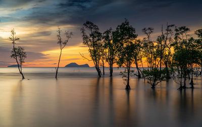 Silhouette trees against sky during sunset
