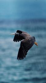 Bird flying over the sea