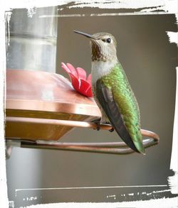 Bird perching on wall