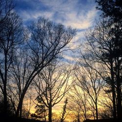 Low angle view of bare trees against sky