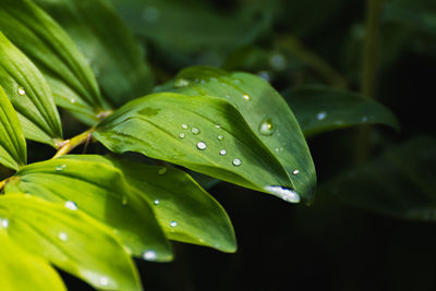 Close-up of wet plant leaves