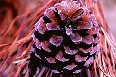 Close-up of wilted plant