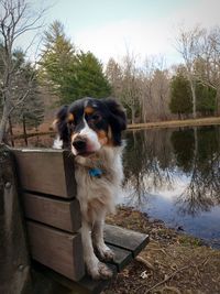 Dog in a lake