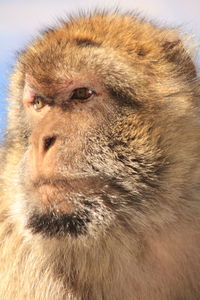 Close-up of portrait of gorilla looking away