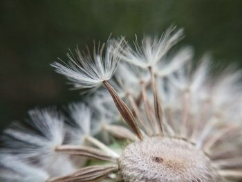 Close-up of flower against blurred background