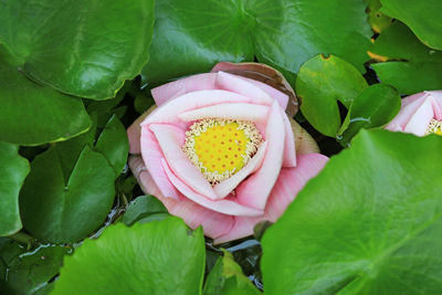 High angle view of person holding pink leaves on plant