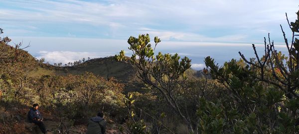 Panoramic shot of trees on land against sky