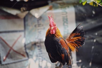 Close-up of rooster