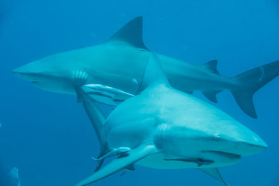 Big shark swims head-on towards the diver