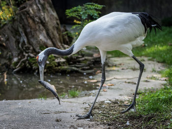 View of a bird on field