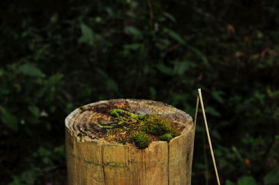 Close-up of tree stump