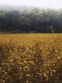 Scenic view of agricultural field against trees