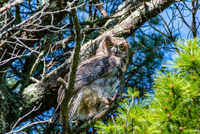 Low angle view of great horned owl in tree