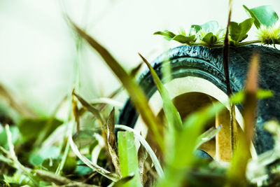 Close-up of fresh green plant