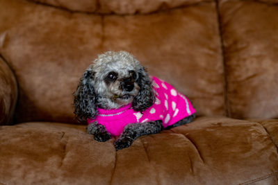 Portrait of dog sitting on sofa