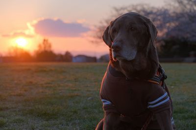 Dog looking away on field during sunset