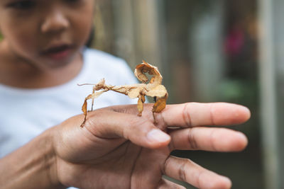 Close-up of girl looking at cropped hand holding insect