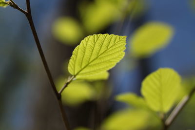 Close up of leaves