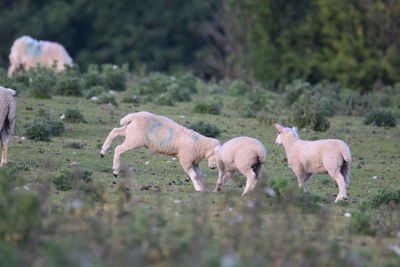 Horses standing in field