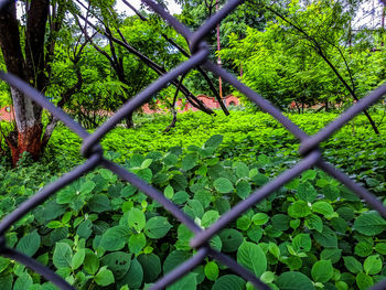 Close-up of chainlink fence against trees