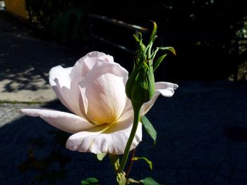 Close-up of white flower blooming outdoors