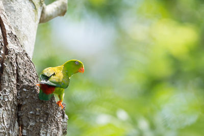 Close-up of parrot perching on tree