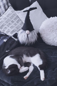 High angle view of dog sleeping on bed