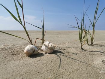Close-up of shells on sand at beach against sky