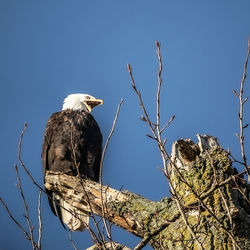 Low angle view of eagle perching on branch against sky