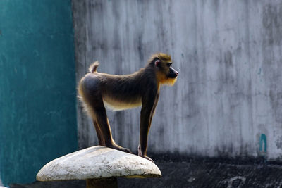 Monkey standing against wall on built structure