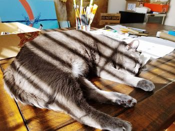 High angle view of cat resting on wooden table