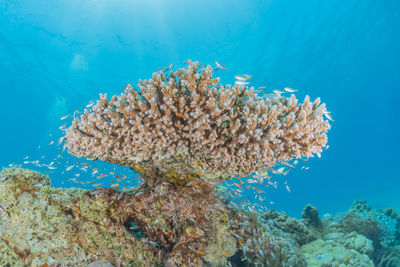 Coral reef and water plants in the red sea, eilat israel