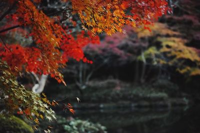 Close-up of maple leaves growing on tree