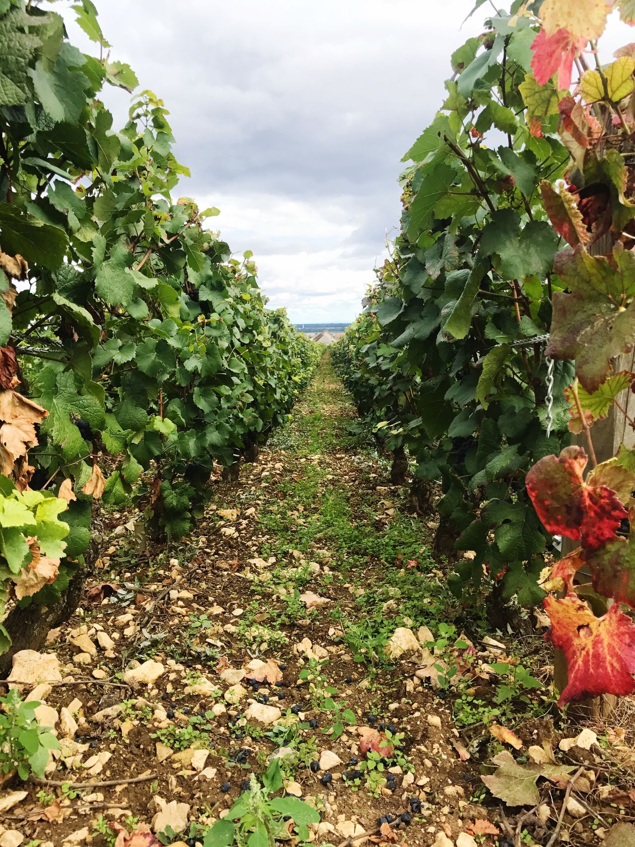 Romanée Conti Grand Cru