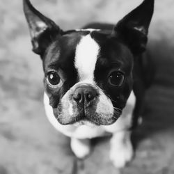 Close-up portrait of dog