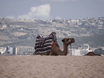 View of horse on sand at beach against sky