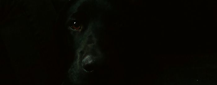 Close-up portrait of a dog