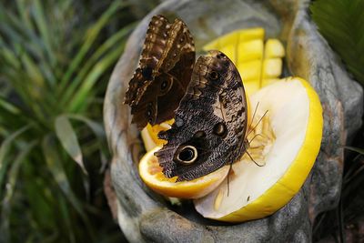 Close-up of butterfly on fruit slice