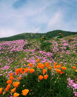 Scenic view of flowering plants on field against sky