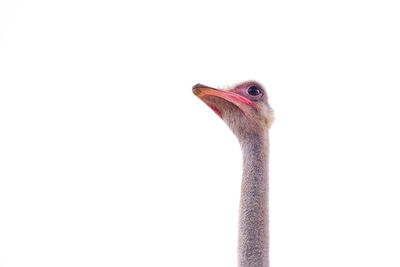 Close-up of a bird against white background