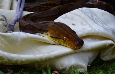 Close-up of python on fabric