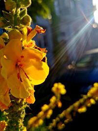 Close-up of yellow flowering plant