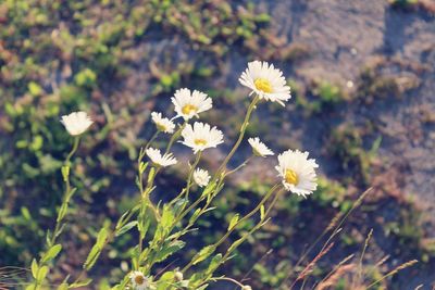 Close-up of flowers blooming on field