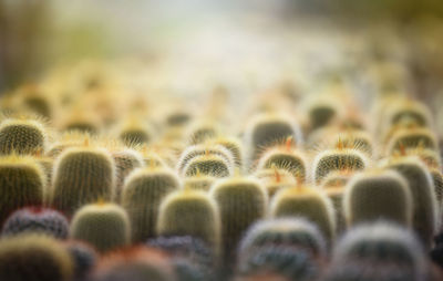 Close-up of cactus