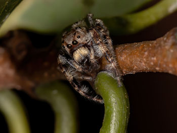 Close-up of insect