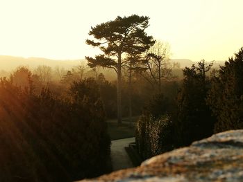Trees against sky during sunset