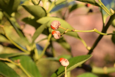 Close-up of flowers on plant