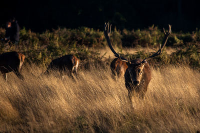 Stag on field