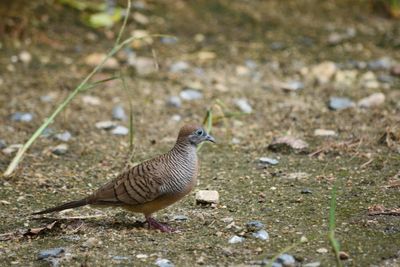 Close-up of bird on field